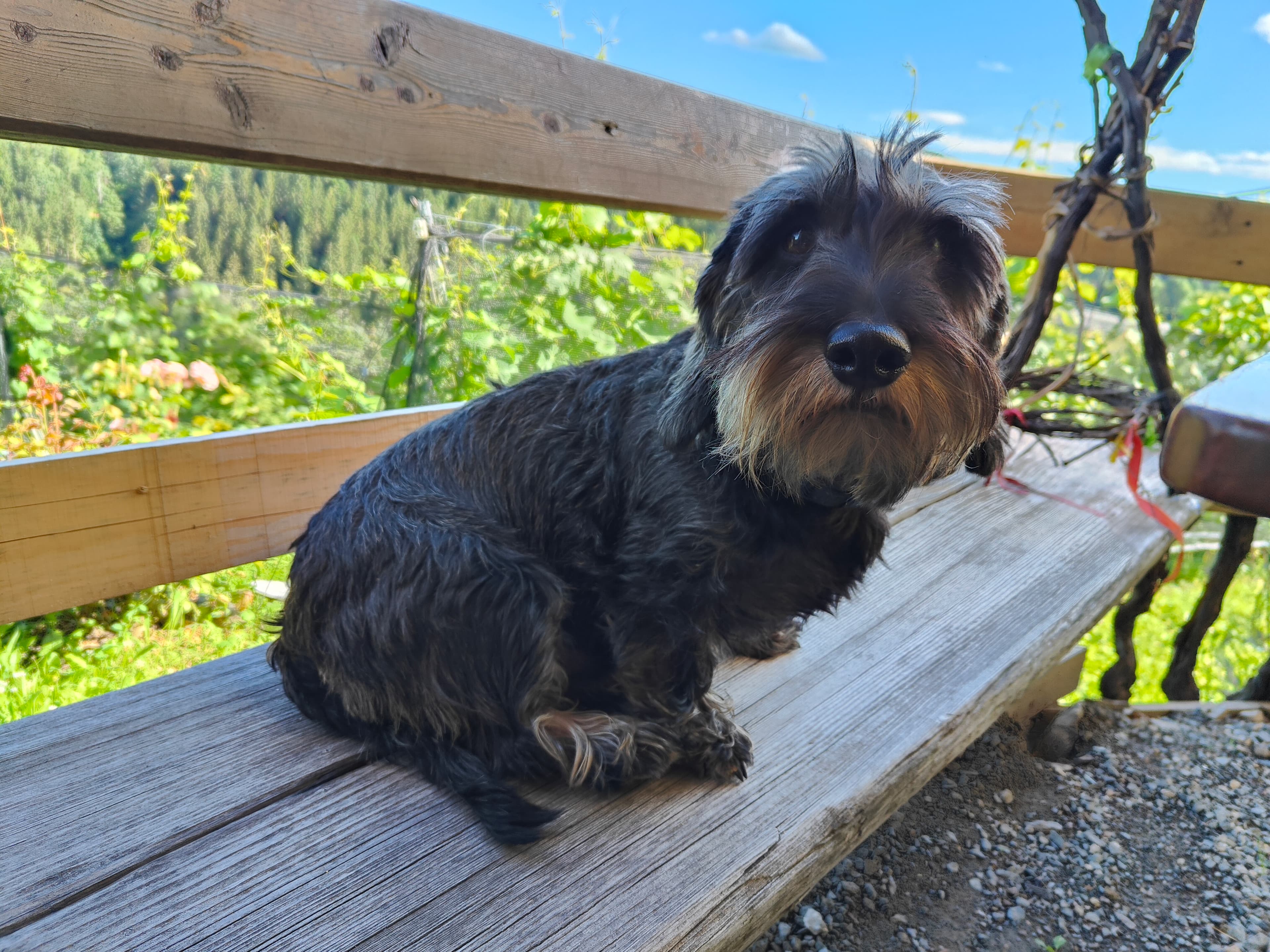 Magnus, part of the Doggy Bag Tours founding story