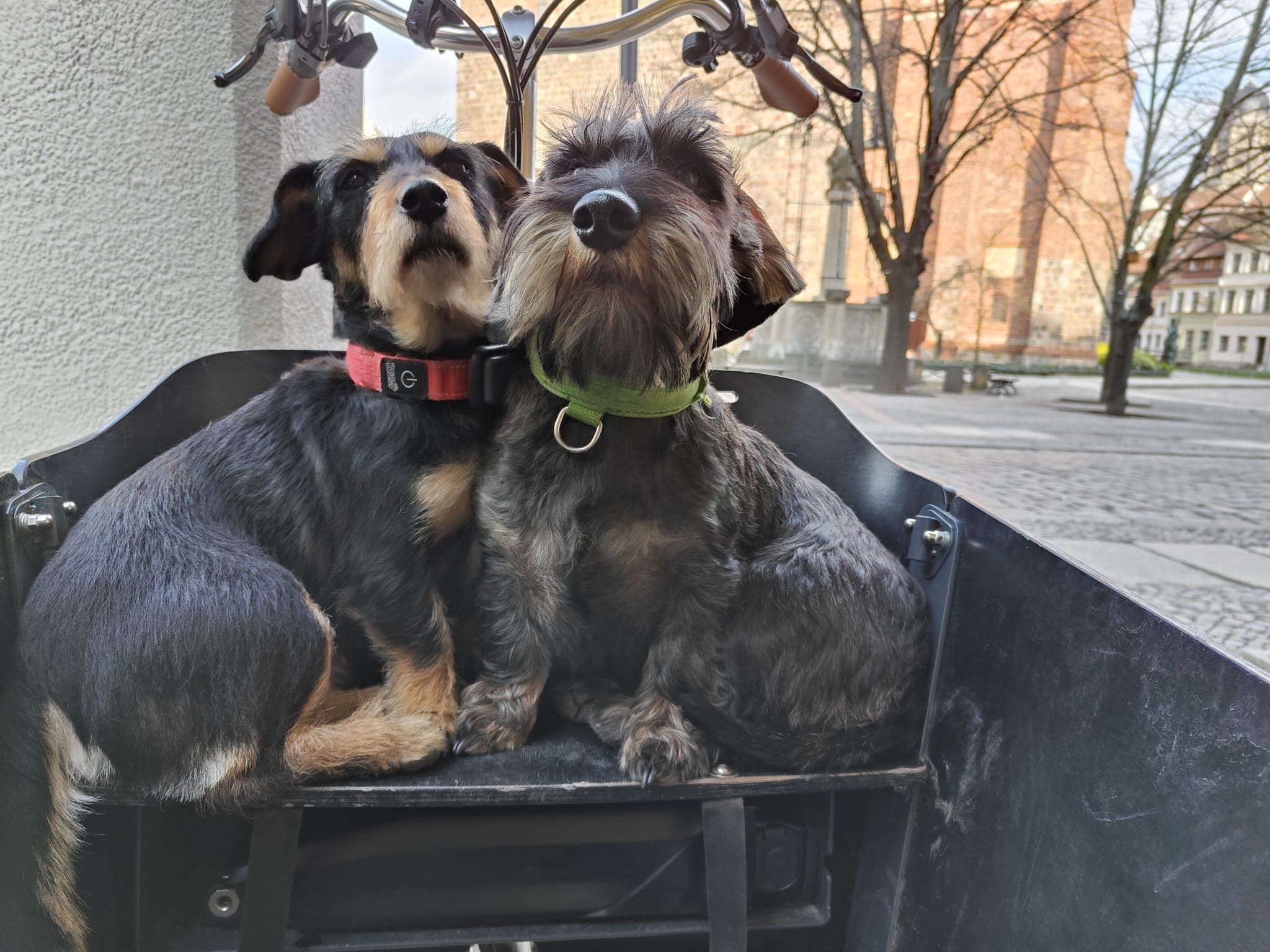 Early days of Doggy Bag Tours in Berlin